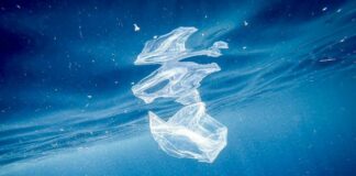 Nel Mediterraneo uccelli a rischio a causa della plastica marina