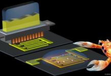 L’Iit sviluppa un circuito proveniente dalla corazza dei granchi