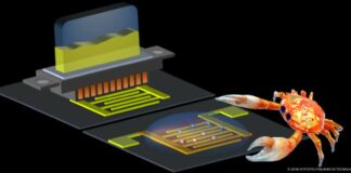 L’Iit sviluppa un circuito proveniente dalla corazza dei granchi