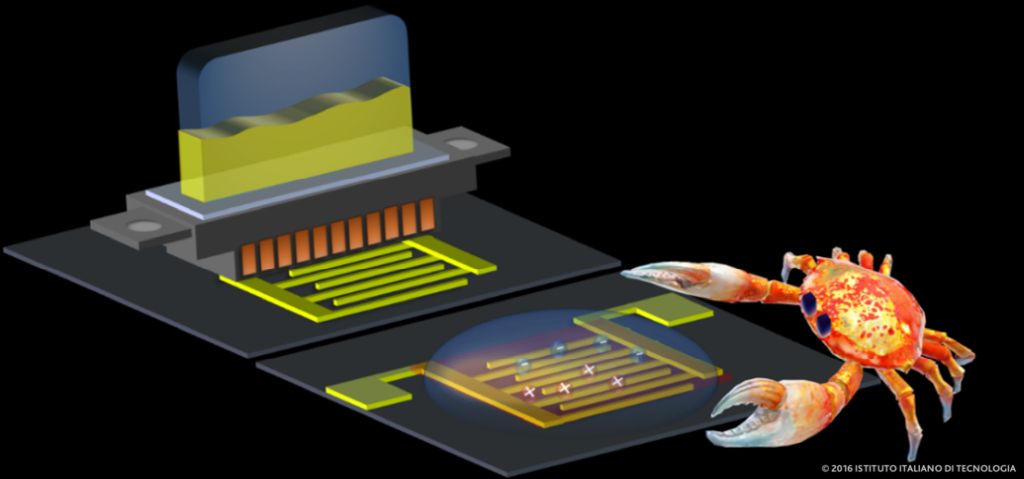 L’Iit sviluppa un circuito proveniente dalla corazza dei granchi