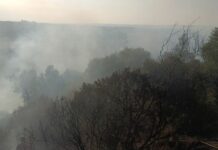 Incendio nel tarantino, salvi 30 ettari di bosco