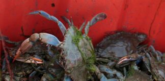 Parte per gli Stati Uniti il granchio blu pescato in Emilia-Romagna