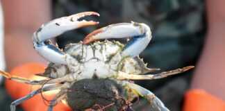 Regione Emilia-Romagna chiede lo stato di emergenza per il granchio blu