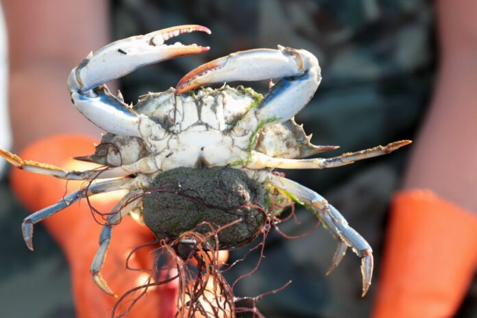 Raccolte delle vongole e pesca del granchio blu