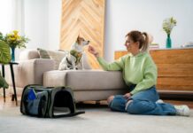 Giornata del Cane, da Vueling 5 consigli per viaggi con amici a 4 zampe