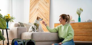 Giornata del Cane, da Vueling 5 consigli per viaggi con amici a 4 zampe