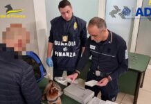 Aeroporto di Verona, scoperto traffico illecito di cuccioli dalla Russia
