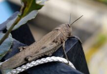 Satta “La nostra lotta alle cavallette funziona”