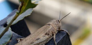 Satta “La nostra lotta alle cavallette funziona”