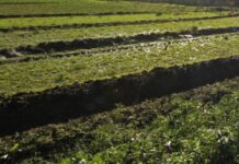 Agricoltura, Satta “Ristori per le zone duramente colpite ad agosto 2022 in Sardegna”