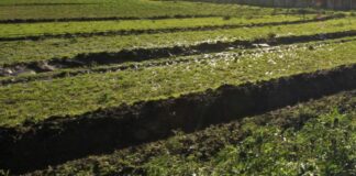 Agricoltura, Satta “Ristori per le zone duramente colpite ad agosto 2022 in Sardegna”