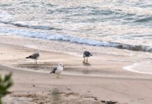 Esplorare l’isola d’Elba: un viaggio tra spiagge incontaminate e acque turchesi isola d'elba spiagge