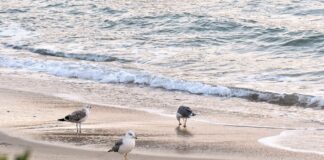 Esplorare l’isola d’Elba: un viaggio tra spiagge incontaminate e acque turchesi isola d'elba spiagge
