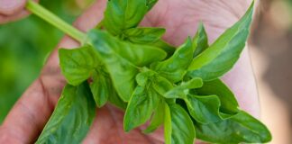 Da Barilla impegno per filiere sempre più attente all’ambiente