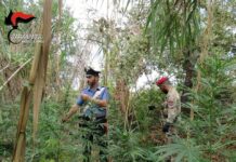 In Aspromonte rinvenute 2 piantagioni di marijuana dal valore di 2 milioni