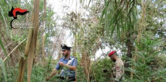 In Aspromonte rinvenute 2 piantagioni di marijuana dal valore di 2 milioni