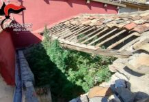 Trovato con 3,5 kg di marijuana, arrestato 56enne nel reggino