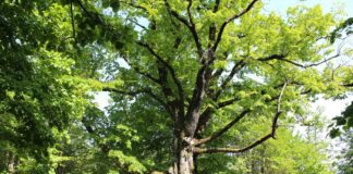 Salgono a 4.300 gli alberi monumentali italiani