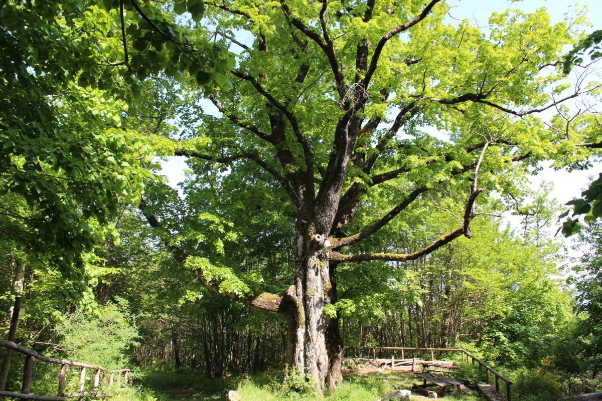 Salgono a 4.300 gli alberi monumentali italiani Salgono a 4.300 gli alberi monumentali italiani