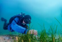 Marevivo, con “Replant” ripopolati 100 mq di cymodocea nodosa a Trieste