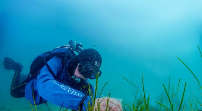 Marevivo, con “Replant” ripopolati 100 mq di cymodocea nodosa a Trieste