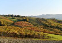 Confagricoltura, in Puglia vendemmia di buona qualità ma servono aiuti