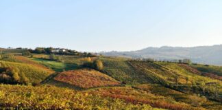 Confagricoltura, in Puglia vendemmia di buona qualità ma servono aiuti