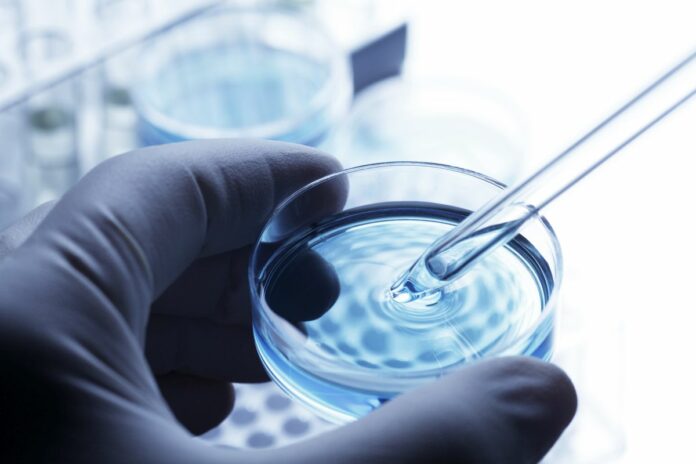 Scientist removing a sample out of a petri dish using a pipette