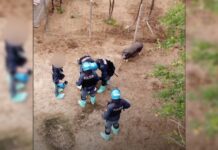 Peste suina, diffuso in rete il video su soppressione maiali a Pavia