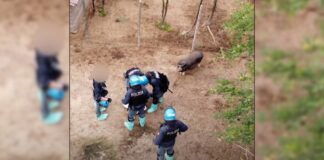 Peste suina, diffuso in rete il video su soppressione maiali a Pavia