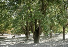 Dal 1° ottobre tornano in Emilia-Romagna misure per la qualità dell’aria