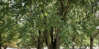 Dal 1° ottobre tornano in Emilia-Romagna misure per la qualità dell’aria