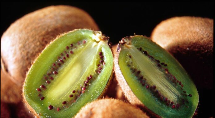 Moria del Kiwi, Righini “Già attivi per richiesta stato di calamità”