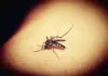Dengue, l’Oms pubblica il primo processo di ottimizzazione dei farmaci con l’obiettivo di accelerare le cure pediatriche