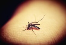Dengue, l’Oms pubblica il primo processo di ottimizzazione dei farmaci con l’obiettivo di accelerare le cure pediatriche
