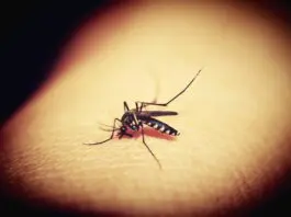 Dengue, l’Oms pubblica il primo processo di ottimizzazione dei farmaci con l’obiettivo di accelerare le cure pediatriche