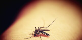 Dengue, l’Oms pubblica il primo processo di ottimizzazione dei farmaci con l’obiettivo di accelerare le cure pediatriche