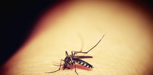 Dengue, l’Oms pubblica il primo processo di ottimizzazione dei farmaci con l’obiettivo di accelerare le cure pediatriche