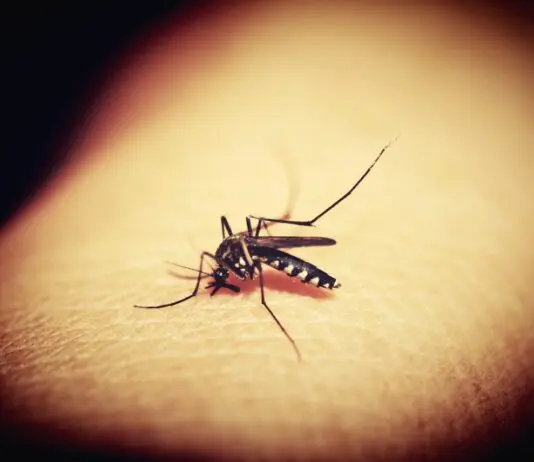 Dengue, l’Oms pubblica il primo processo di ottimizzazione dei farmaci con l’obiettivo di accelerare le cure pediatriche