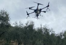 Liguria, Piana “Grande attenzione alla tutela delle nostre olive”