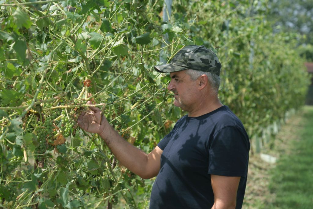 Peronospera, Fedagricoltura a fianco dei viticoltori siciliani