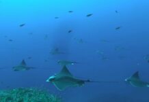 Nuove aree per squali e razze, docente UniPa nel team di 160 ricercatori