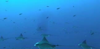 Nuove aree per squali e razze, docente UniPa nel team di 160 ricercatori