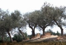 Caner “915 mila euro per sostenibilità filiera olivicolo-olearia”