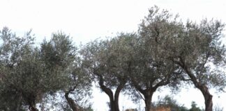 Caner “915 mila euro per sostenibilità filiera olivicolo-olearia”