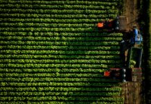 Accordo Philip Morris-Coldiretti, 500 milioni per il tabacco italiano