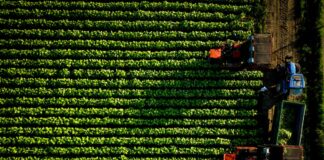 Accordo Philip Morris-Coldiretti, 500 milioni per il tabacco italiano