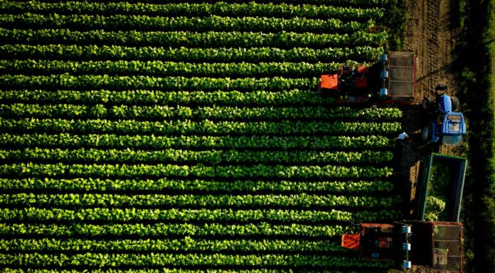 Accordo Philip Morris-Coldiretti, 500 milioni per il tabacco italiano