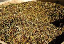 Consiglio approva legge sulle attività enoturistiche e oleoturistiche