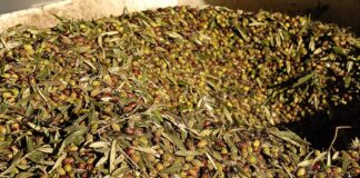 Consiglio approva legge sulle attività enoturistiche e oleoturistiche